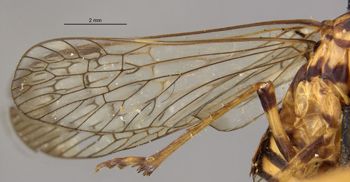 Media type: image;   Entomology 22250 Aspect: Wing hind